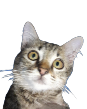 Ciki